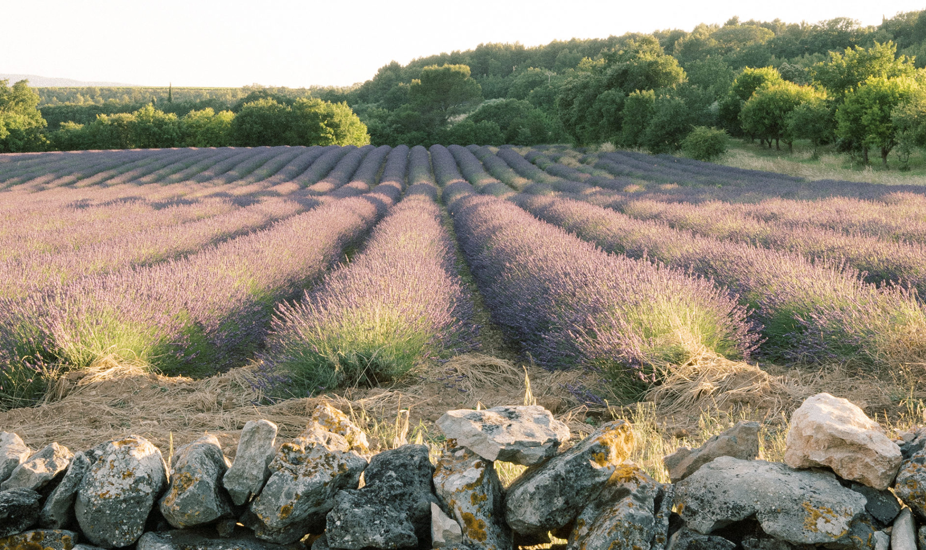 Les champs de lavande